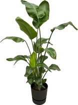 Trendyplants - Strelitzia Nicolai inclusief elho Greenville Round zwart - 160 cm - Ø30cm