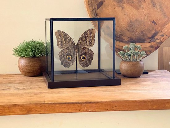 Glazen vitrine met opgezette vlinder " Caligo Brasiliensis " - taxidermie - entomologie - stolp