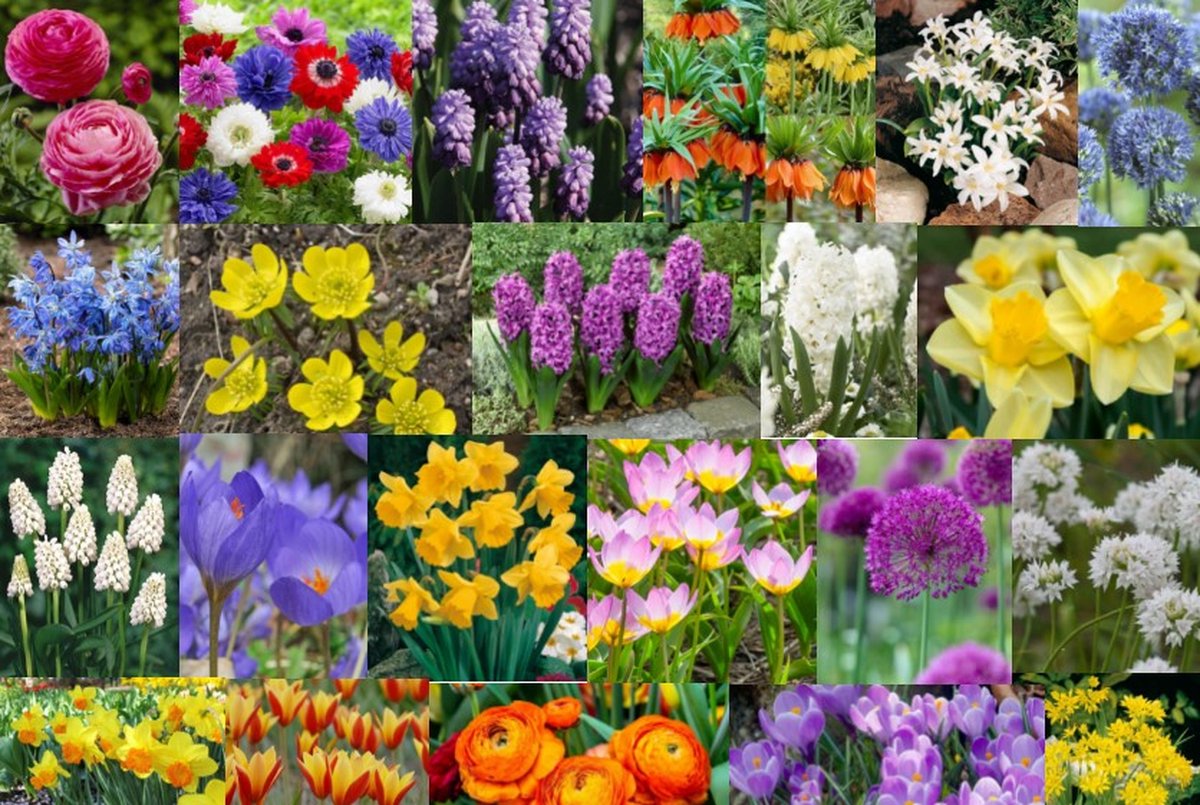 Bulbes à fleurs - Pack de variétés de tulipes (100 bulbes) 