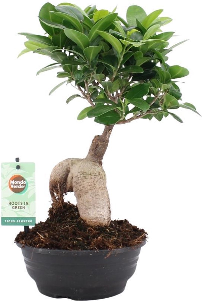 Bonsai Ficus Ginseng 70cm, Livraison plantes d'intérieur