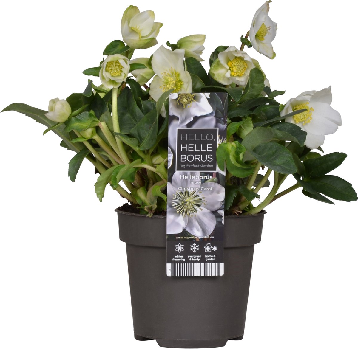 Bloomique - Helleborus Niger Christmas Carol - Kerstroos - Tuinplanten - Winterhard - Winterbloeiend - Groenblijvend - Hoogte 20-30 cm - Pot 12 cm