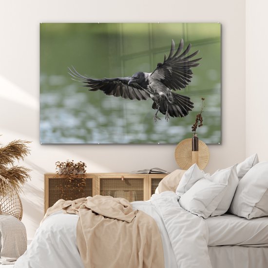 Ailes déployées du corbeau à capuchon Plexiglas 180x120 cm - Tirage photo sur Glas (décoration murale plexiglas) XXL / Groot format!