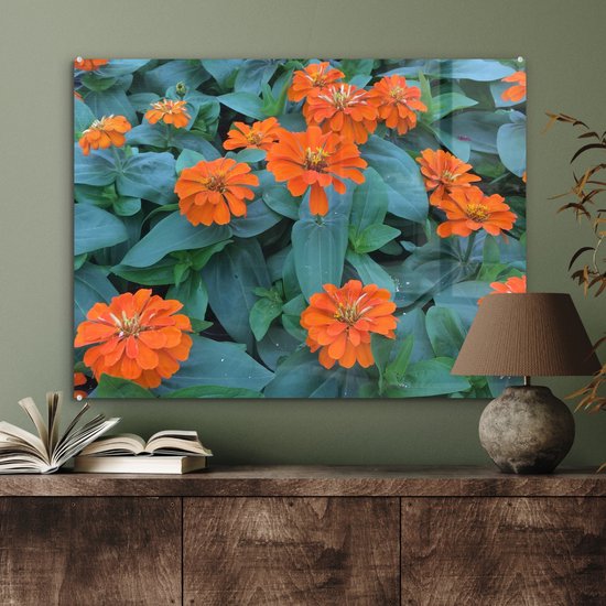 Fleurs de zinnia Oranje avec feuilles vertes Plexiglas 80x60 cm - Tirage photo sur Glas (décoration murale plexiglas)