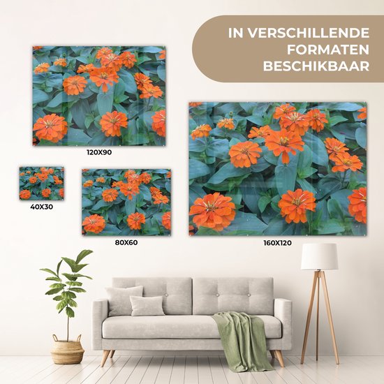Fleurs de zinnia Oranje avec feuilles vertes Plexiglas 80x60 cm - Tirage photo sur Glas (décoration murale plexiglas)