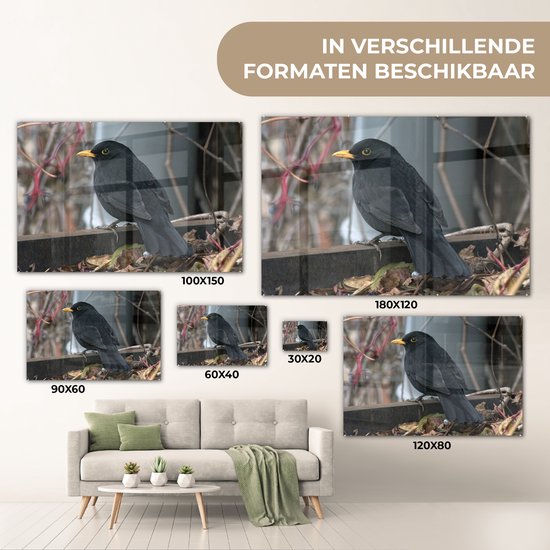 Merle mâle entre les branches Plexiglas 30x20 cm - petit - Tirage photo sur Glas (décoration murale en plexiglas)