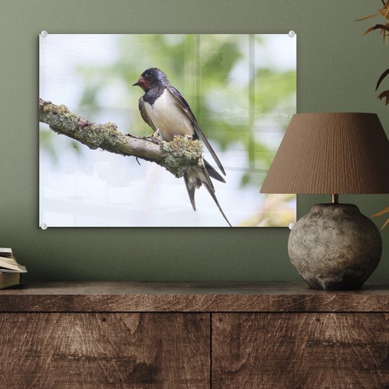 Une hirondelle rustique pose sur une branche Plexiglas 40x30 cm - petit - Tirage photo sur Glas (décoration murale plexiglas)
