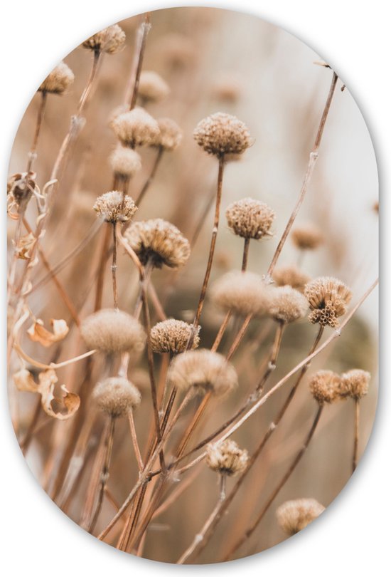 Mur ovale 60x90 cm - Mur Fleurs séchées - Beige - Fleurs - Nature - Décoration murale plastique - Tableau ovale - Décoration murale salon - Peintures - Forme miroir ovale sur plastique