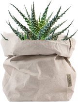 de Zaktus - cactus - Aloë Humulis - UASHMAMA® paper bag licht grijs - Maat L