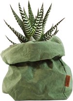 de Zaktus - Haworthia Big Band - vetplant - paper bag forest/groen - Maat M