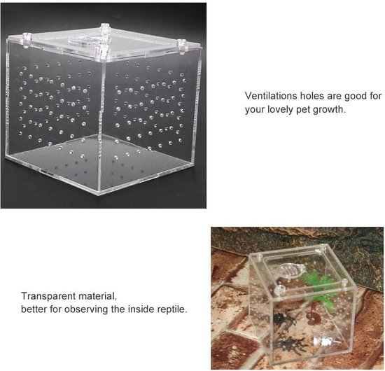 Mangeoire en plastique pour amphibiens et reptiles, terrarium pour