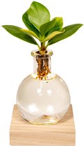 Hello Plants Clusia in Samoa Glas met LED Verlichting - Ø 4 cm - Hoogte: 10 cm