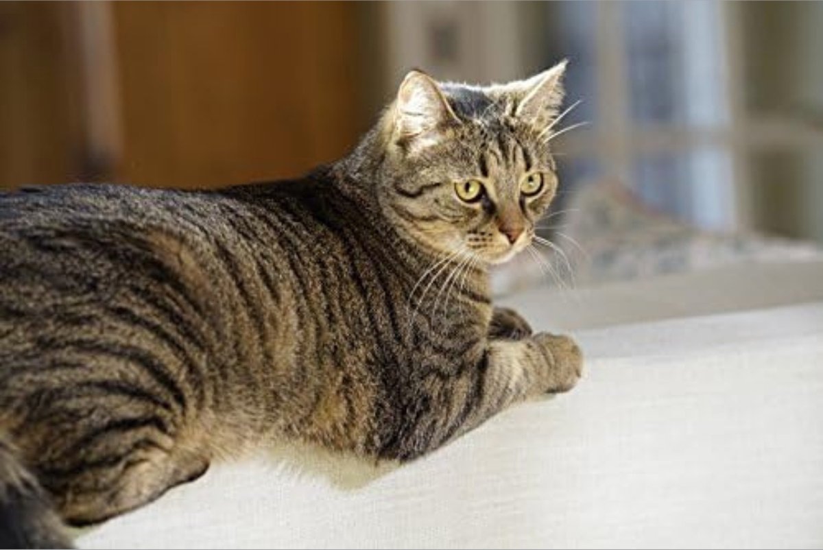 Cat Flap kattenluik met chip - maat S, 3 kleppen en magneet thumbnail 2