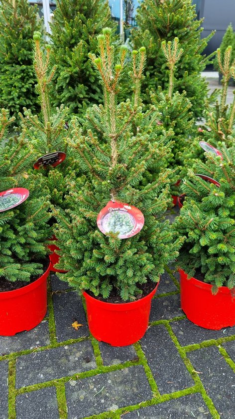 Picea abies 'Will's Zwerg' - Mini Kerstboom - Kleine Kerstboom - 70 cm - Potmaat 23