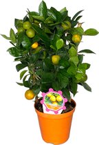 Outletplant - Sinaasappelboom - Calamondin - Kamerplant - Pot 14cm - Hoogte 40cm