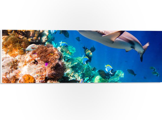 PVC Schuimplaat- Koraal - Vissen - Onderwater - Oceaan - Haai - 60x20 cm Foto op PVC Schuimplaat