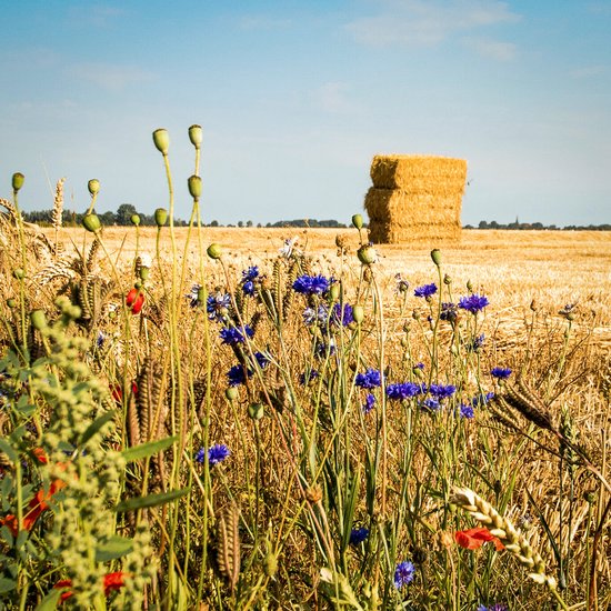 MRS Seeds & Mixtures Akkerflora 10-tal – Inheems mengsel - Eenjarige bloemen – trekt nuttige insecten aan – Snelgroeiend