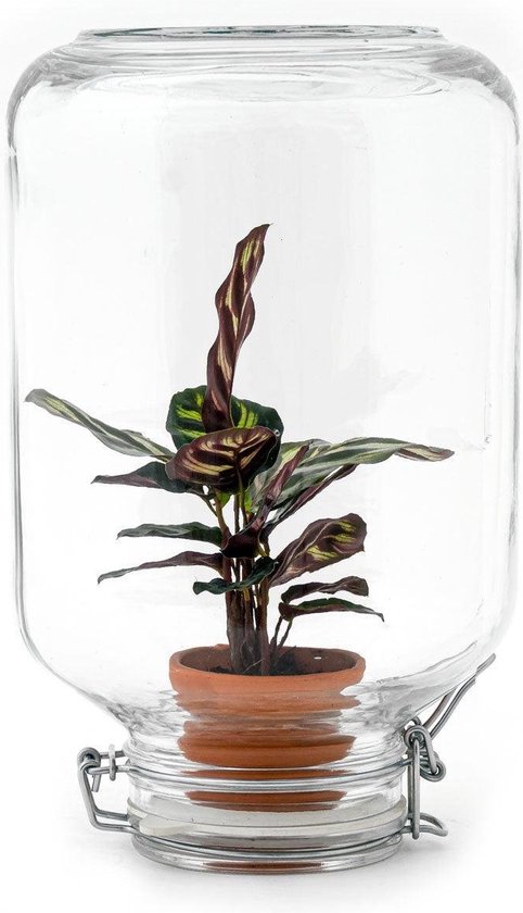 Planten terrarium - Easyplant - Calathea Mokayana - ↑ 28 cm - Ecosysteem plant - Kamerplanten - Mini ecosysteem