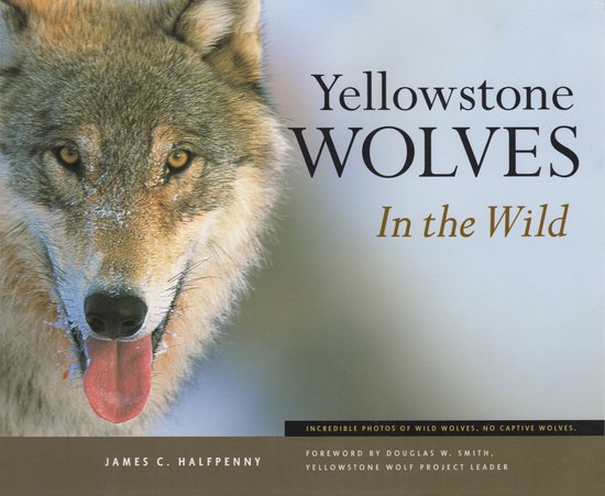 Foto: Yellowstone wolves in the wild