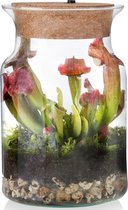 vdvelde.com - Corky Glas - Trompetbekerplant - Ecosysteem plant met lamp - 1 Vleesetende plant Bekerplant + Vleesetende planten boek - Ø 13 cm - Hoogte 20 cm