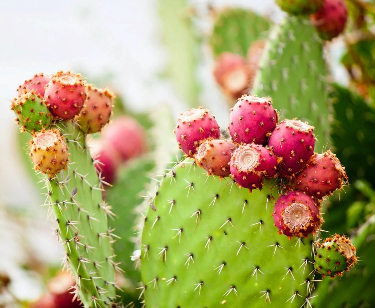 Duurzaam Kerstpakket brievenbus - Biologische Gezichtscrème - 100% ECO - cadeaupapier - met Kerstkaart - All you need - shea butter -cactusvijgolie - brievenbus - brievenbuscadeau - vrouw - creatief - origineel altijd goed - gezicht creme - dagcreme – foto 3