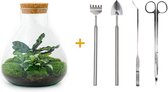 Terrarium - Sammie - ↑ 30 cm - Ecosysteem plant - Kamerplanten - DIY planten terrarium - Mini ecosysteem