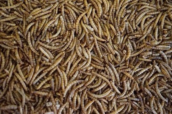 Meelwormen (5 Liter)