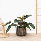 Philodendron Red Beauty - 130cm