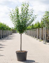 Grote Pruimenboom | Prunus domestica 'Czar' | Halfstam | 230 - 280 cm | Stamomtrek 15-19 cm | 8 jaar