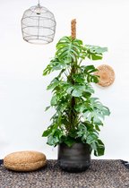 Monstera – Gatenplant (Monstera Deliciosa) – Hoogte: 200 cm – van Botanicly