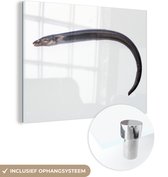 MuchoWow® Glasschilderij 80x60 cm - Schilderij acrylglas - Een zeepaling op een witte achtergrond - Foto op glas - Schilderijen