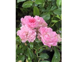 Rosa 'The Fairy' - POLYANTHA ROOS 'FAIRY', STRUIKROOS in pot