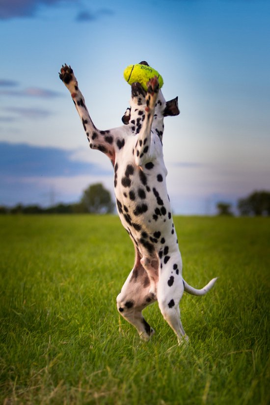 Kong air football medium 1 PC - Ballon - Jaune - Jouet pour chat - 150 x 130 x 64 mm