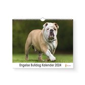 XL 2024 Kalender - Jaarkalender - Engelse Bulldog