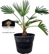 Trachycarpus Wagnerianus 5 L - Palmier 50 cm - Circonférence du tronc 15-20 cm - Hauteur du tronc 30-40 cm - Palmier gracieux pour ambiance exotique