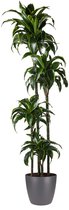 Goed & Groen - Dracaena Dorado (in ELHO Brussels Rond Antraciet) - Drakenbloedboom - XL -↨ 170cm - Potmaat 27 - Exclusieve Kwaliteit Planten - Kamer Plant - Kamerplanten - Sfeer - Interieur