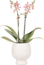 Kolibri Orchids | oranje Phalaenopsis orchidee - Spider in Scandic wit - potmaat Ø9cm | bloeiende kamerplant - vers van de kweker