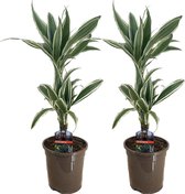 Plant in a Box - Dracaena Deremensis - White Stripe - Drakenboom - set van 2 - Pot 17cm - Hoogte 60-70cm