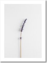 Lavendel Droogbloem Poster - Print - 21x30 cm