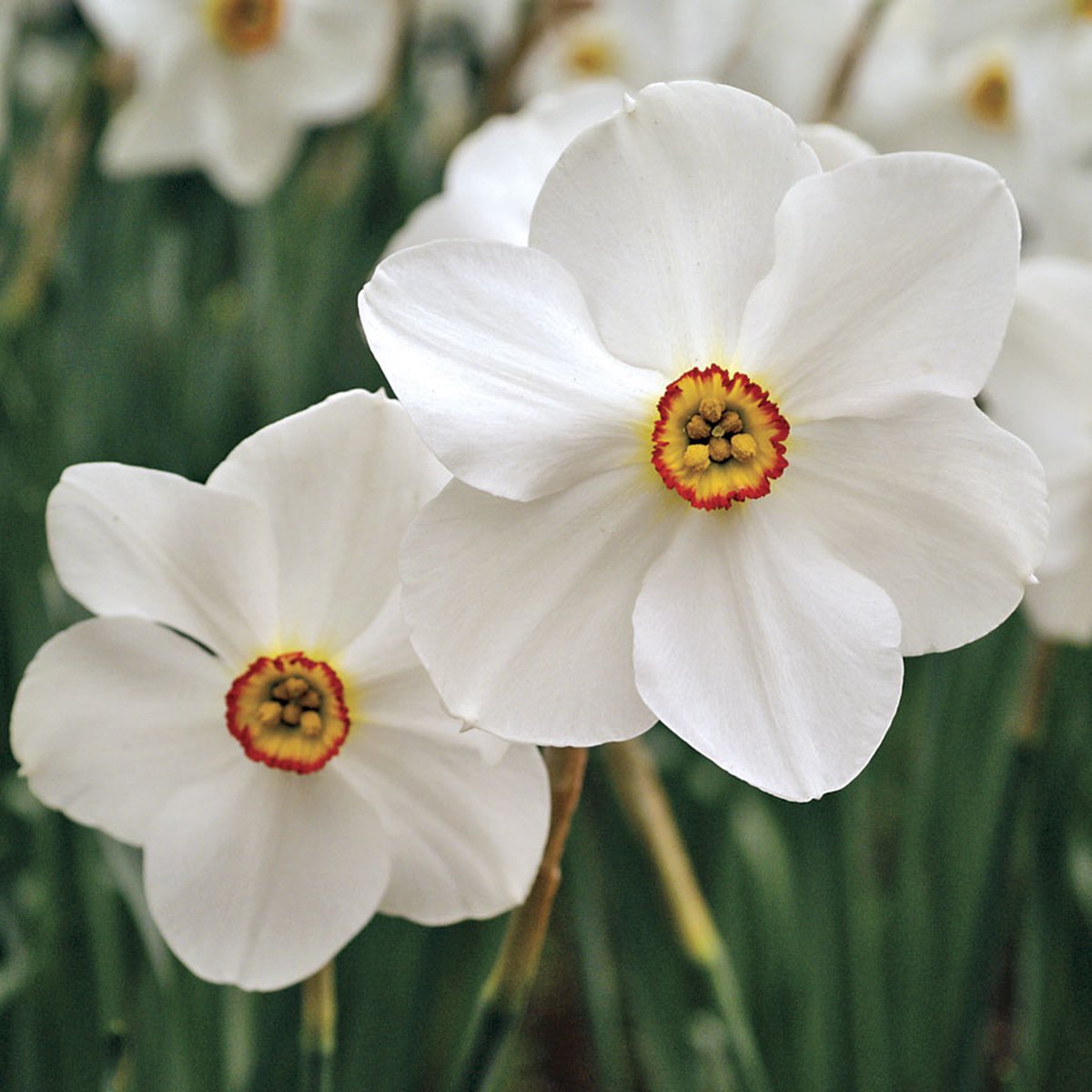 Narcis Recurvus 12/14 - 10 stuks - narcissen bollen - narcisbollen