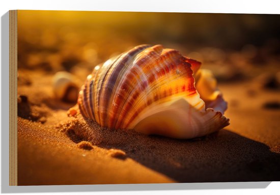 Hout - Schelp - Strand - Zand - Kleuren - 60x40 cm - 9 mm dik - Foto op Hout (Met Ophangsysteem)