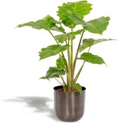 Hello Plants Alocasia Portodora Olifantsoor in Pot Mayk Lead - Ø 21 cm - Hoogte: 80 cm