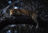 Fotobehang - Panthera 400x280cm - Vliesbehang