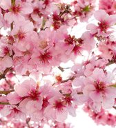 Fotobehang - Apple Blossom 225x250cm - Vliesbehang