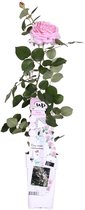 Hello Plants Rosa Crazy in Love Pink Klimroos - Klimplant Rozenstruik - Ø 15 cm - Hoogte: 65 cm