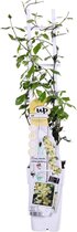 Hello Plants Trachelospermum Star of Toscana Gele Sterjasmijn - Klimplant - Ø 15 cm - Hoogte: 65 cm