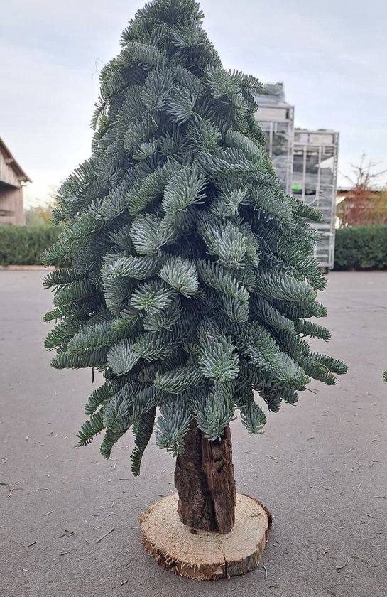 Echte Kerstboom Mini Kerstboom Nobilis Op stam 60cm Nobilis