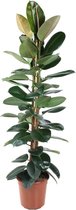 Goed & Groen - Ficus Elastica Robusta - Rubberboom - XL -↨ 170cm - Potmaat 27 - Exclusieve Kwaliteit Planten - Kamer Plant - Kamerplanten - Sfeer - Interieur