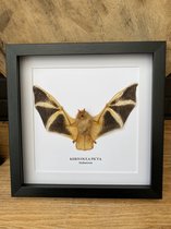 Lijst met opgezette Kerivoula Picta vleermuis - Taxidermie - Entomologie