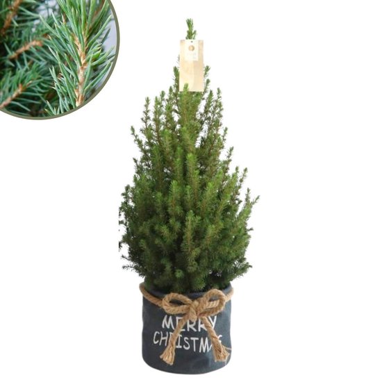 Fresh from Nature - Kleine Kerstboom in Xmas Bag blauw - echte Kerstboom - ca. 70 cm hoogte - Picea glauca Conica - Kerstmis