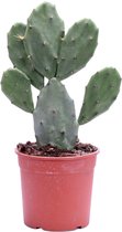 Cactus – Schijfcactus (Opuntia Vulgaris) met bloempot – Hoogte: 40 cm – van Botanicly